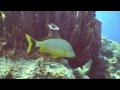 Diving Guadeloupe 2