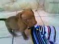 ANIVERS�RIO DO BASKAR