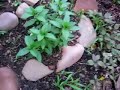 Garden Walkthrough June 17th 2008 Garden Walkthrough June 17th 2008