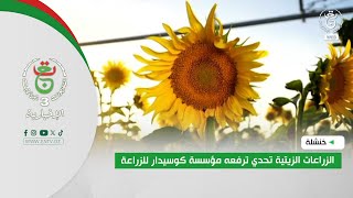 خنشلة - الزراعات الزيتية تحدي ترفعه مؤسسة كوسيدار للزراعة
