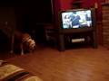 Bulldog Americano video