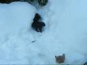 Snowy Stand-Off