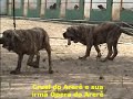 Cruel do Arerê Cruel do Arerê