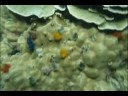 A journey under the sea