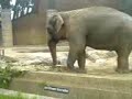 Elefant