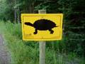 Turtle Song (original)
