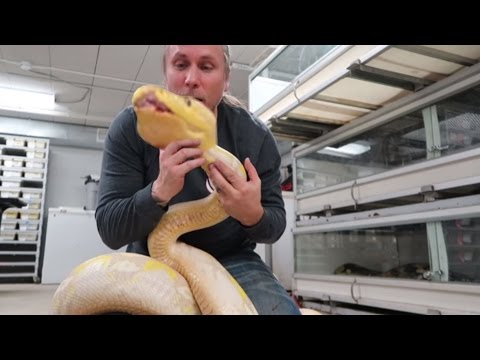YouTube reptile video