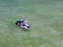 Crazy Ducks