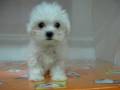 videos de Bichon Maltes Hembra STA REF:189