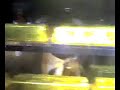 gold bars