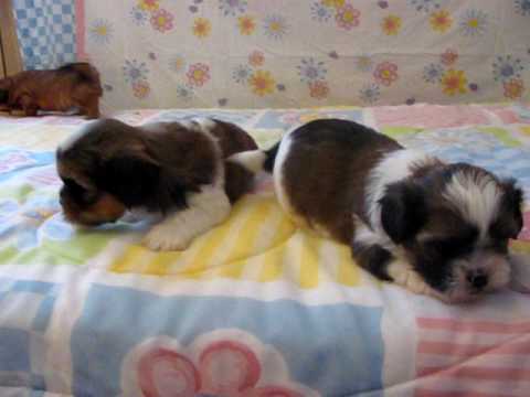 shorkie puppies bred by shorkie world