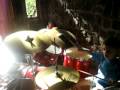 Eitan en la Bateria!!! Aprendiendo sus partes,,,, my bien un 7!!!!!!! Eitan en la Bateria!!! Aprendiendo sus partes,,,, my bien un 7!!!!!!!