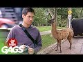 Free Llama Prank