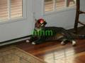 cat chat