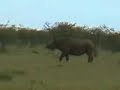 Nashorn