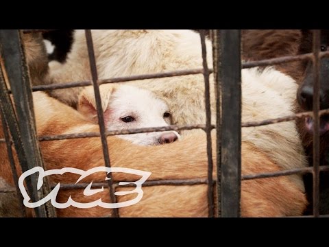 dining - Watch Part 1 now: http://bit.ly/Dog-Days-2 Southern China has always had a tradition of dining on dogs—people from other parts of the country even joke that ...