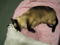Tia Kitty-Kitty