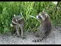 I murdered these baby raccoons - part 1 I murdered these baby raccoons - part 1