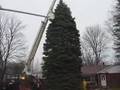 State street Christmas tree is cut