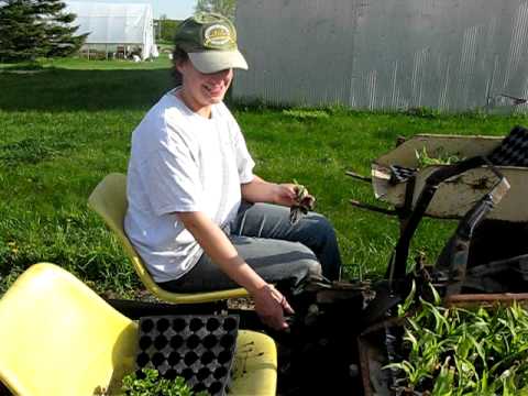 how to transplant sweet corn