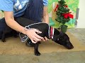 Zigfried A4064774  ADOPTED!!!
