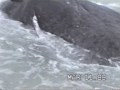 Baleia.avi