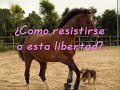 Aina caballos y salto!! :P