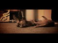 Dog attacks Cat