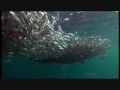 Amazing Whale , Gull and Murr feeding frenzy