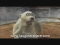 Funny Polar Bears II