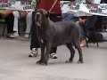 Neapolitan Mastiff  Trofeo Mario Querci 2006 part4