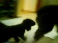balu y cora