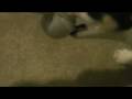 title="Flyball