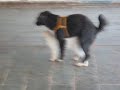 cachorro trepando com a gata cachorro trepando com a gata