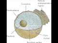Celula Animal