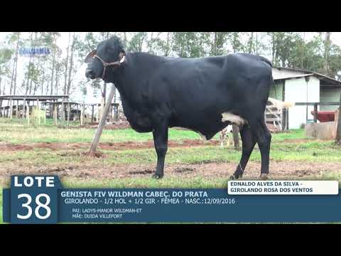 LOTE 38 - GENISTA FIV WILDMAN -