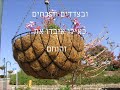 שי גבסו