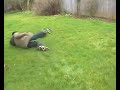 Pip blazed by nunchucks