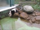 Panda Long Hui shows How to pose