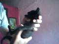 videos de solta essa porra!!!.