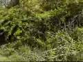 Beagle video