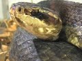 Reptile Expo Oct. \