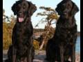 Vibafemba I want a dog a blue one acapella quintet Jojje Wadenius
