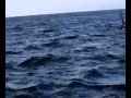 Killer Whales - Final video Shot by Randy Koral - AKA Jaws 9