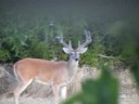 2 Bucks in Velvet Eating Breakfast