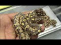 2008 clutch # 20 - \"Calico/Lesser Platty \" - part 1 2008 clutch # 20 - \"Calico/Lesser Platty \" - part 1