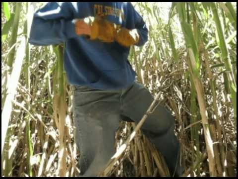 how to transplant river cane
