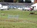 Rhinebeck 2007 Sheepdog Trials