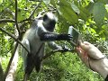 Monkey and Jacob i Tanzania