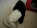 Shoe head dog Shoe head dog